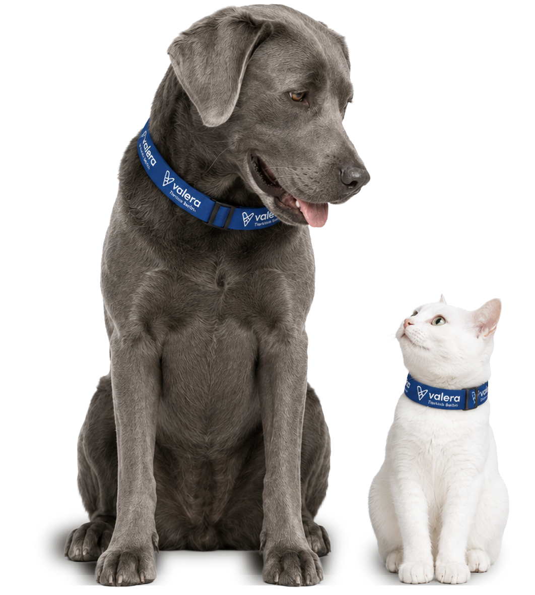 Hund und Katze mit Valera-Halsband
